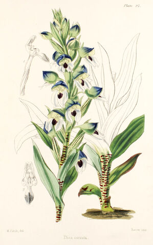 File:Disa cornuta plate.jpg