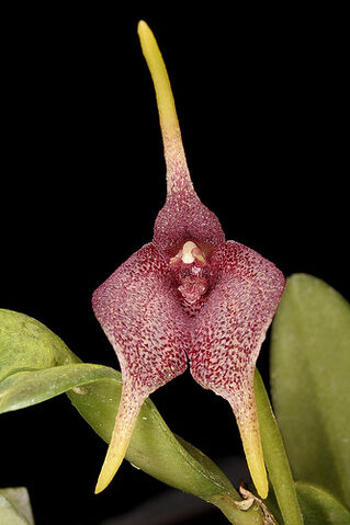 File:Masd. receptrix.jpg