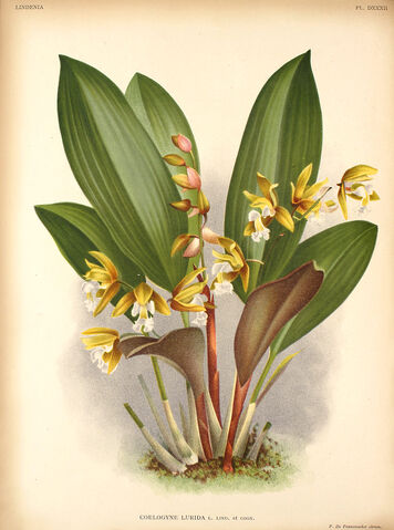 File:Chelonistele lurida plate.jpg