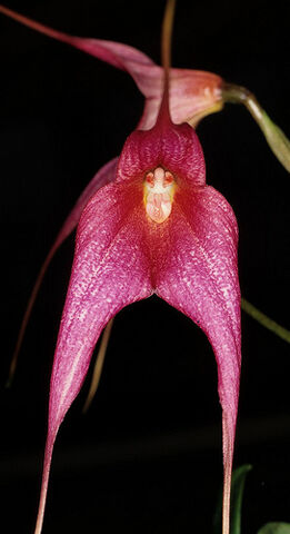 File:Dracuvallia Elven Rose.jpg