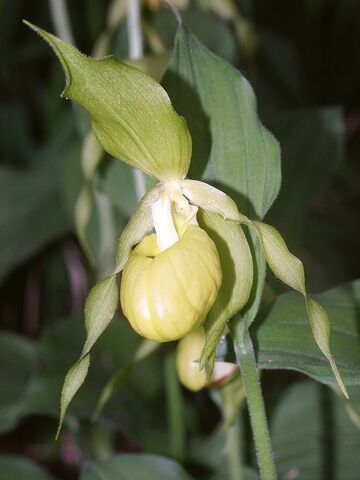 File:Cypripedium calceolus flavum.jpg