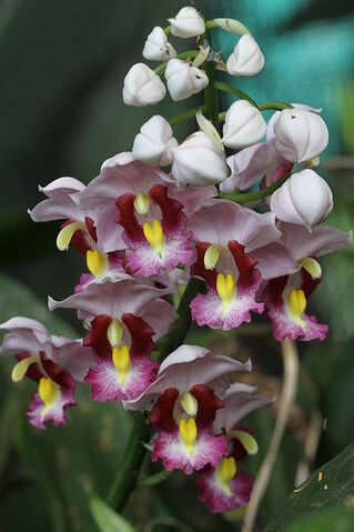 File:Gastrorchis humblotii.jpg