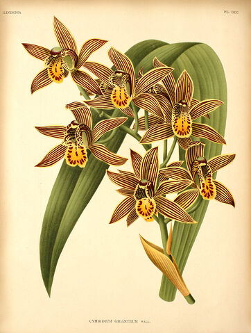 File:Cymbidium iridiodes plate.jpg