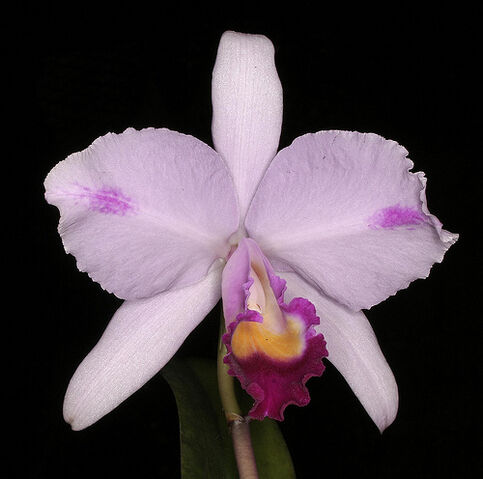 File:Cattleya trianae pincelata.jpg