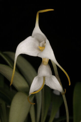 File:Masdevallia chontalensis.jpg