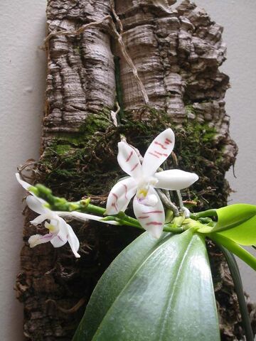 File:Phal. tetraspis.jpg