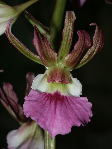 File:Eulophia guineensis.jpg