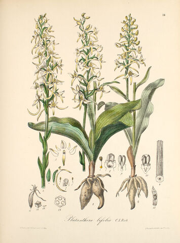 File:Platanthera bifolia plate.jpg