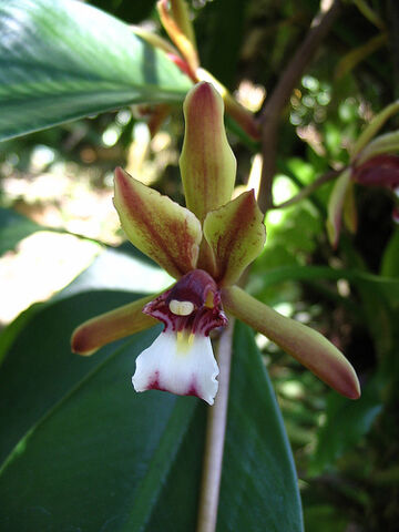 File:Cymbidium finlaysonianum.jpg