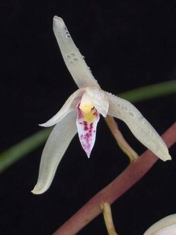 File:Cymbidium aliciae.jpg