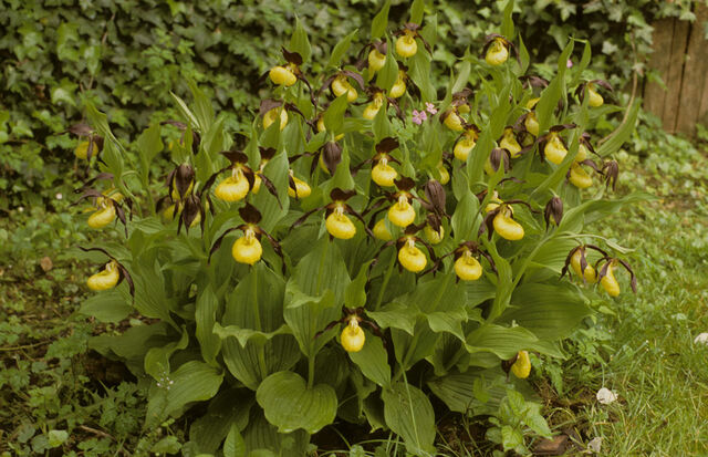 File:Cyp calceolus cultivation.jpg