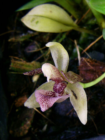 File:Kefersteinia saccata.jpg