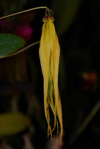 File:Bulbophyllum plumatum flava.jpg
