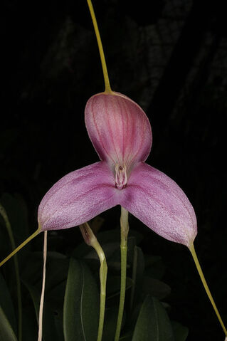 File:Masdevallia caudata pink.jpg