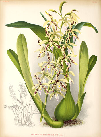 File:Prosthechea prismatocarpa plate.jpg