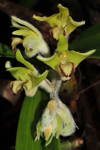 File:Eria lasiopetala.jpg