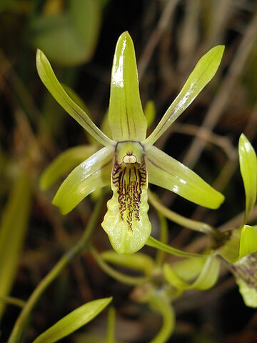 File:Dendrobium capra.jpg