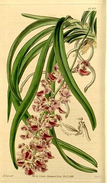 351px-Aerides multiflora (as Aerides affinis) - Curtis' 70 (N.S. 17) pl. 4049 (1844)