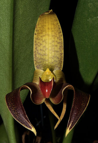 File:Bulbophyllum auriculatum 'Waterfield Ruby'.jpg