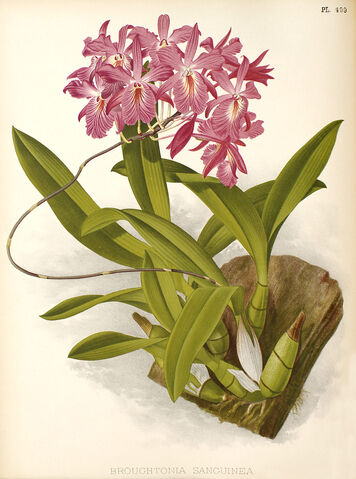File:Broughtonia sanguinea plate.jpg