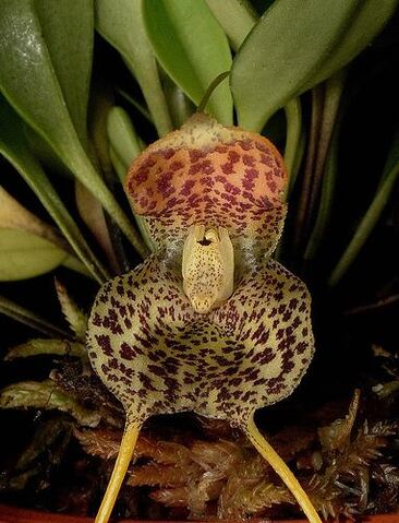 File:Masdevallia harlequina.jpg