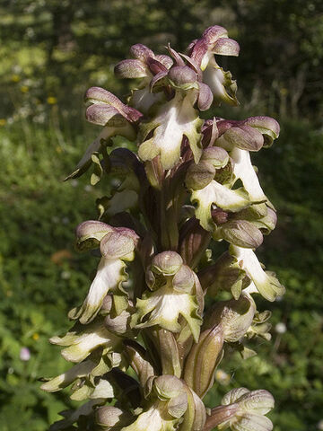 File:Barlia robertiana.jpg