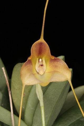 File:Masdevallia calocalix.jpg