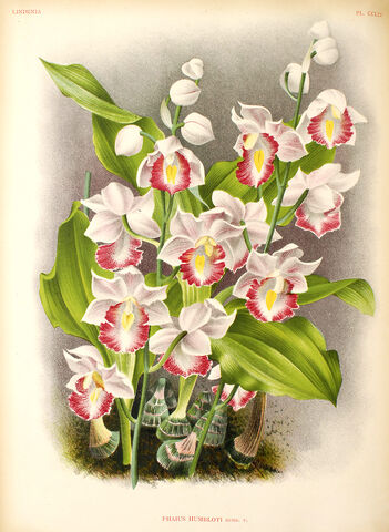 File:Gastrorchis humblotii plate.jpg