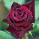 BlackBaccara