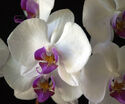 White-orchid-217