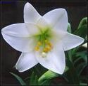Lily