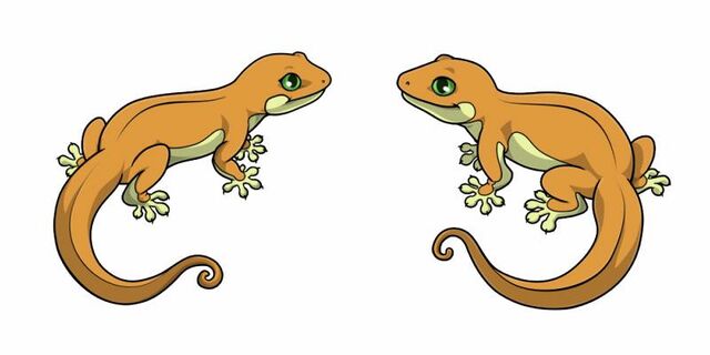 File:Gekko.jpg