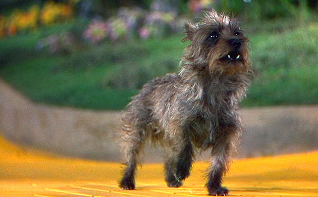 File:Toto.jpg
