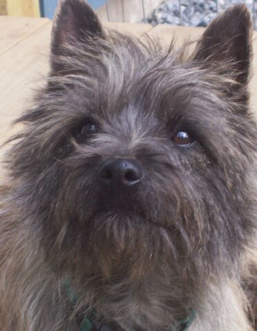 File:Nigel headshot.jpg
