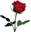 Gulab