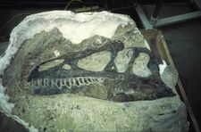 Allosaurus-fossilized skull