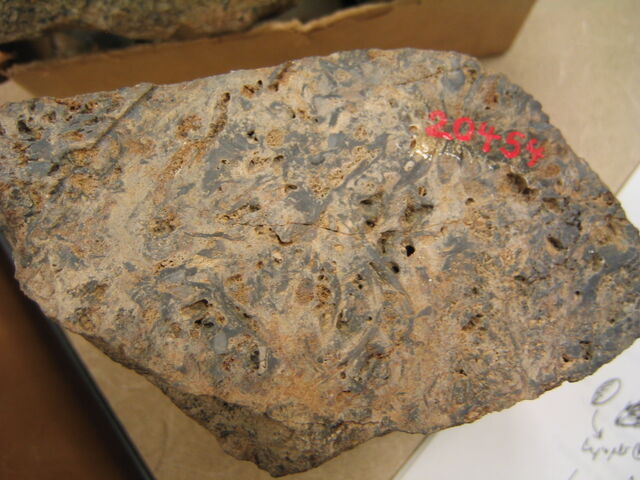 File:Rhynie chert.jpg