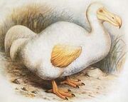 Dodo reunion-Rothschild