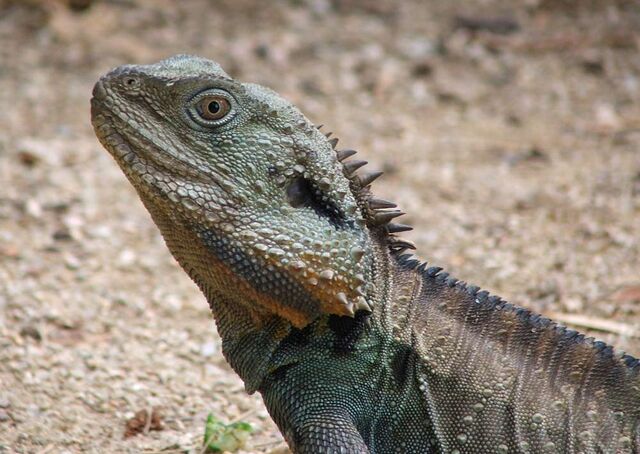 File:Eastern water dragon MJC01.jpg