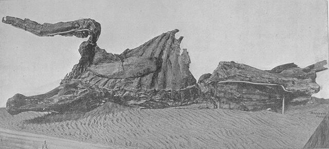 File:Edmontosaurusmummy.jpg