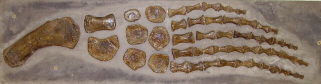 File:Plesiosaur paddle c.jpg