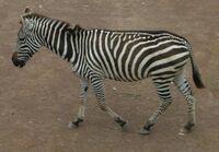 Zebra sideview