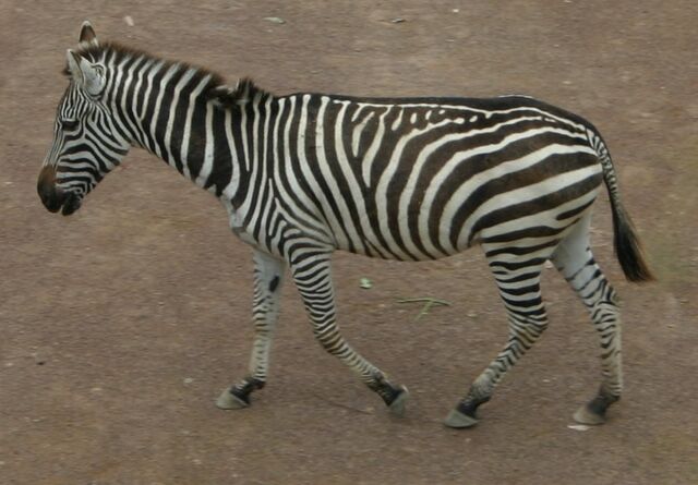 File:Zebra sideview.jpg