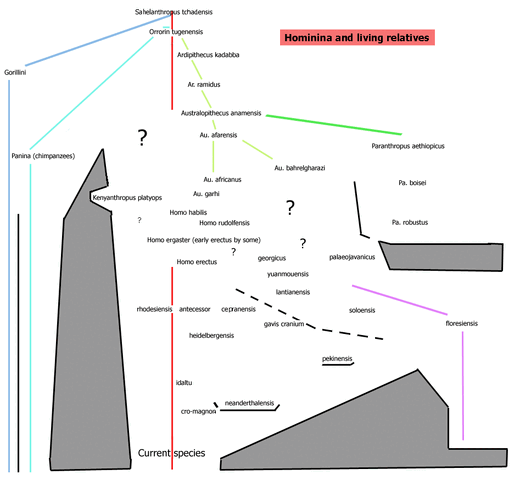 File:Hominintree4.gif