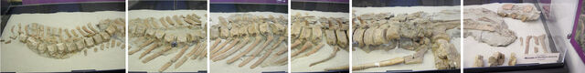 File:FossilBonesMultiple.jpg