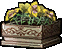 Flowering Plant