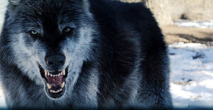 Grey-wolf-04