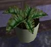 Leafy Potted Plant