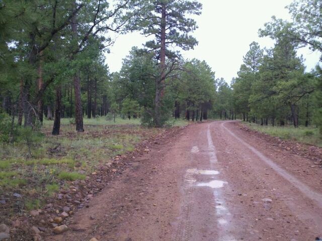 File:Sitgreaves National Forest.jpg
