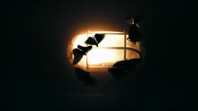File:Black Moths 1.png